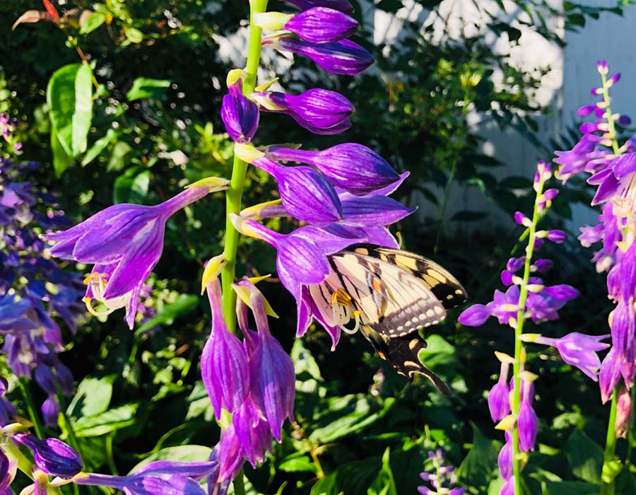 purple flowers and butterfly